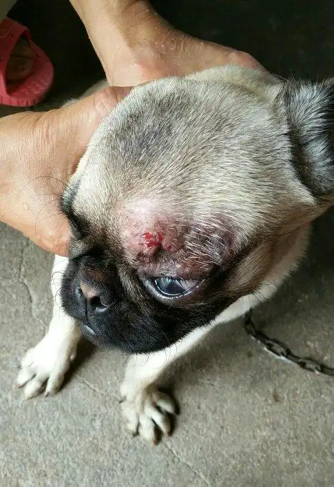 京巴小狗眼睛旁长了个大包,不知道怎么回事?