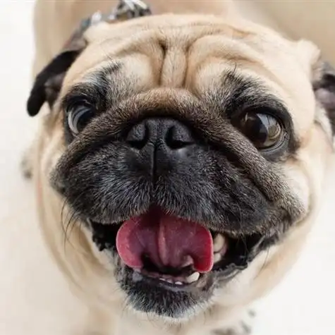 呆萌的哈巴狗头像送给爱狗狗的每一位朋友