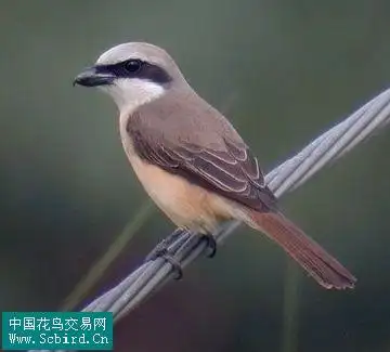 雀形目鸟类图谱大全:388张图