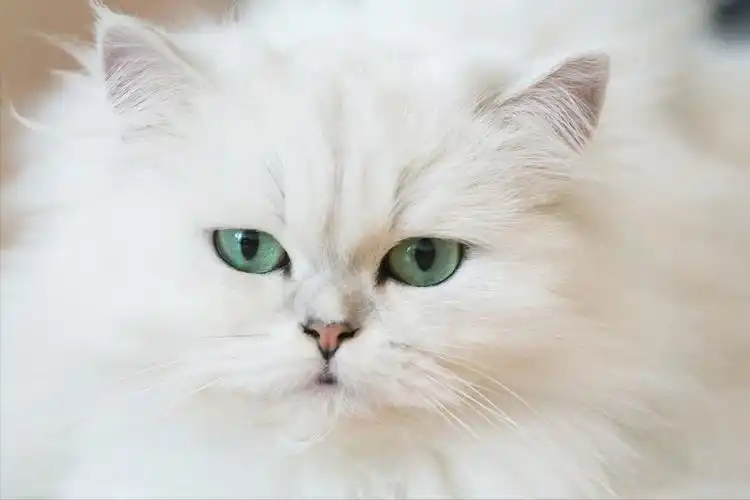 波斯猫多少钱一只(官方报价)