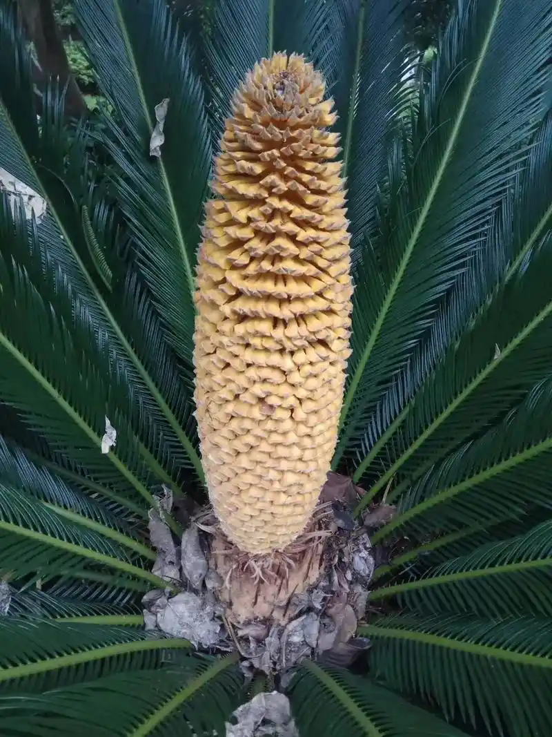 人们说铁树开花很壮观,果真如此.铁树开花,千年一回,好运年年 - 抖音