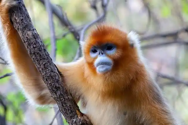 登上秦岭主峰太白山,意味着站到了中国黄河与长江分水岭上.