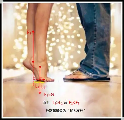 踮脚为"省力杠杆"