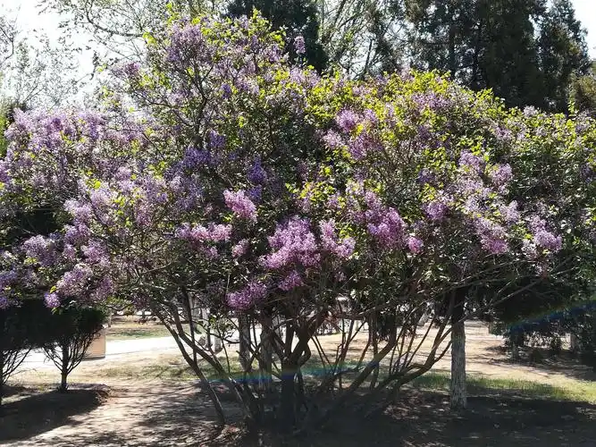 好友相约,相聚松花江畔,观赏满树的丁香花开.