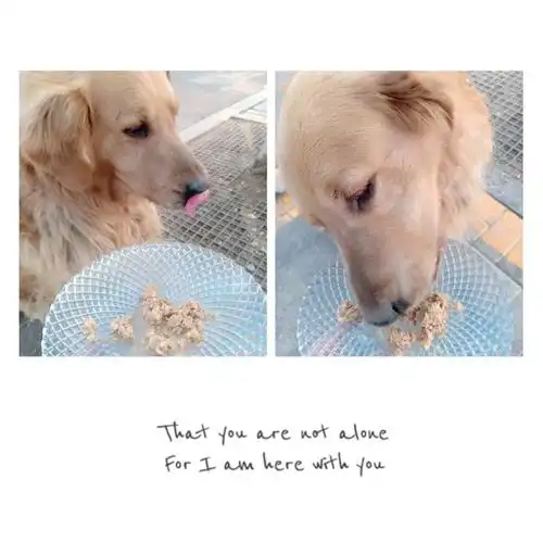 我和老公也算是因狗结缘刚认识的时候就是他在公园遛我在公园散步看着