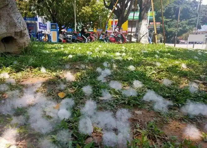 五月钦州飘雪木棉花絮满天飞惊艳我们的还有这些