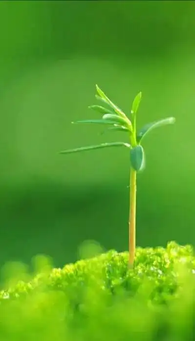 送给大家29张绿色屏保,常看手机的一定要存下啊!