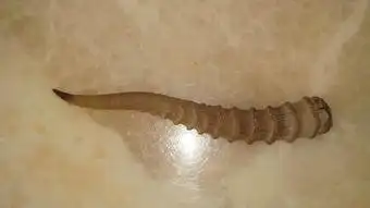 是西塞羚羊角,藏羚羊角,黄羊角还是长尾黄羊角?它们的主要区别是什么.