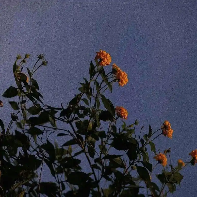 林鲸落/ins风背景图/杂._唯美图片_我要个性网