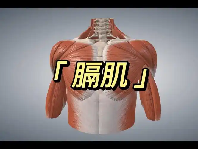 膈肌解剖及疼痛触发点疗法