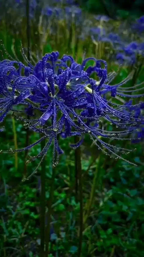 彼岸花的花语是什么,彼岸花的花语