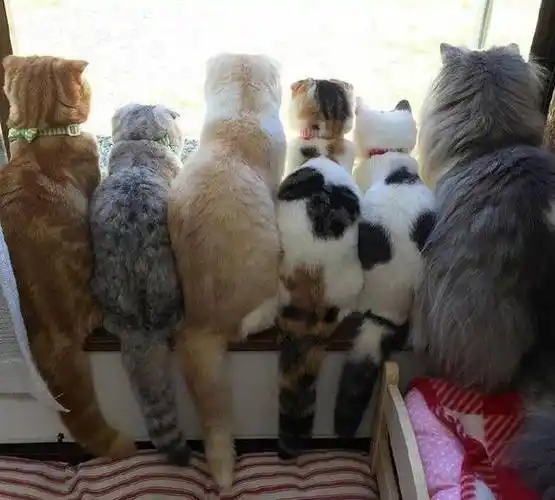 一排肥猫挤在窗边,回头一看萌化了!