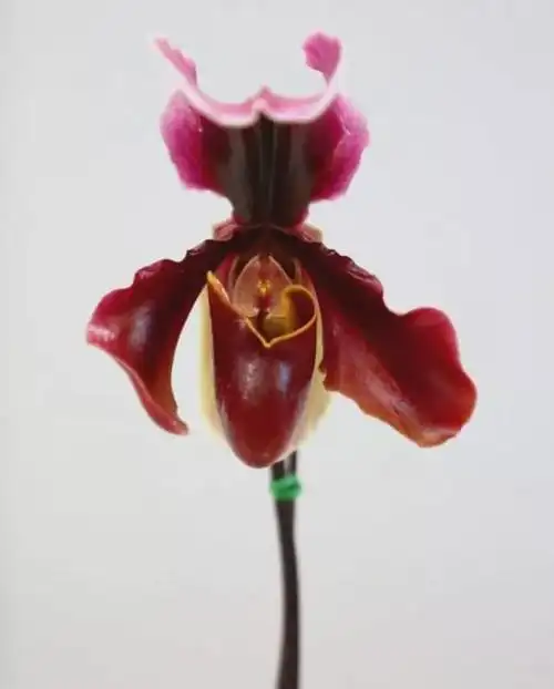 国家Ⅰ级濒危物种红旗兜兰的鉴赏辨识与保护现状