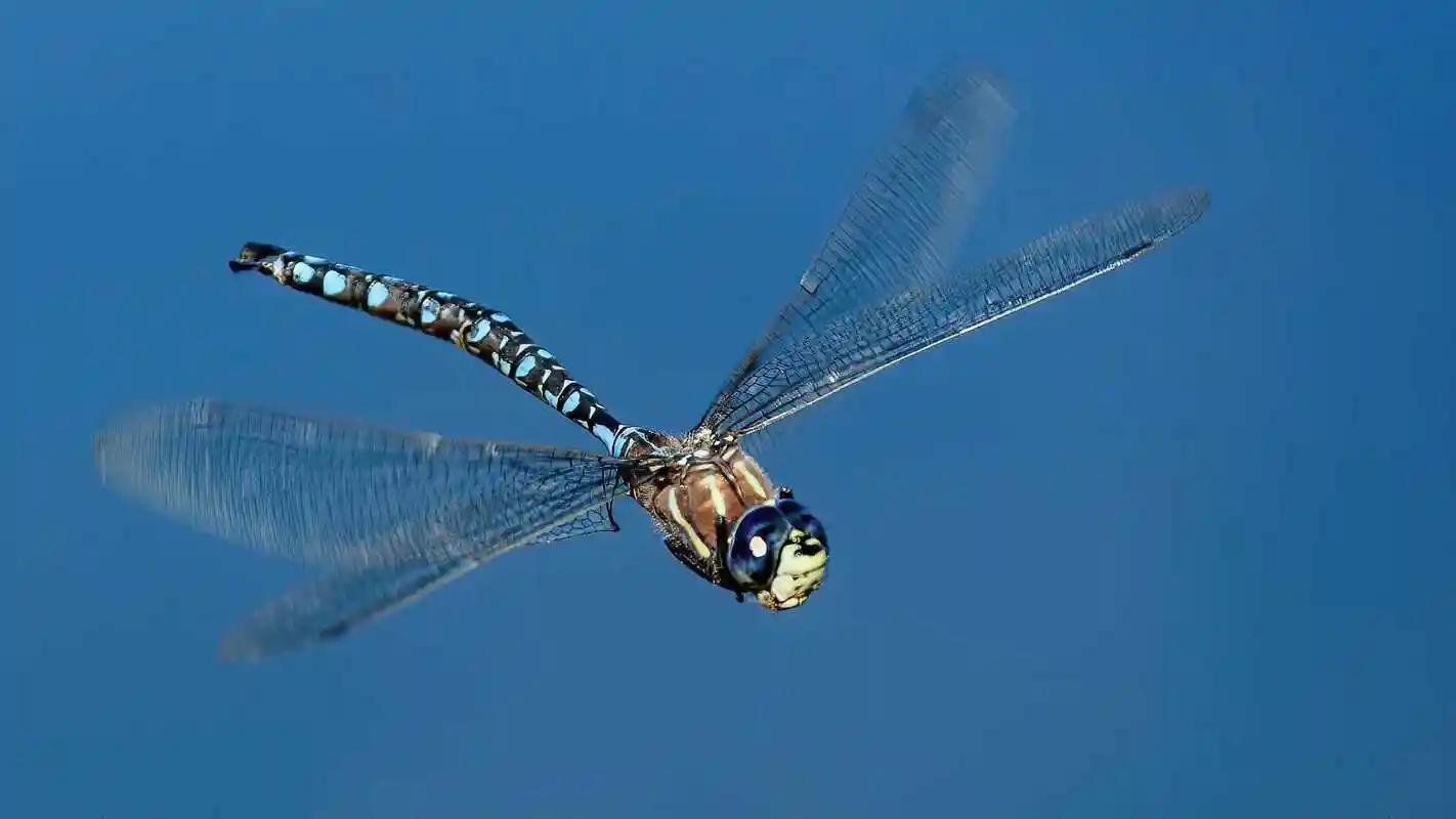 新研究发现,蜻蜓有着高超的飞行姿态矫正技巧