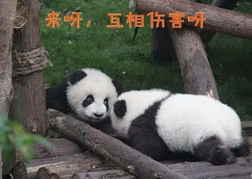 大眼瞪小眼,都是熊猫眼