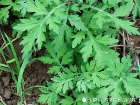 艾草和青蒿的区别图片艾草和青蒿的区别图片黄花蒿作用