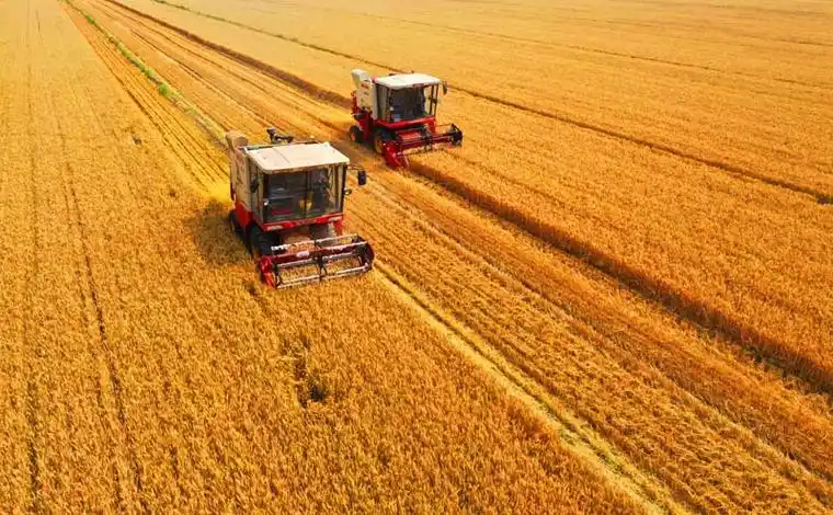 今年是个丰收年