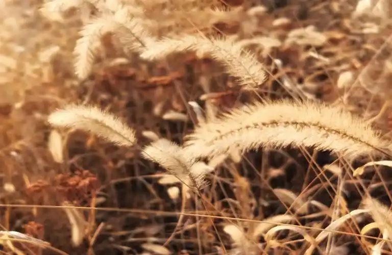 在风中摇曳的"毛毛草"