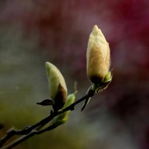 含苞待放的玉兰花