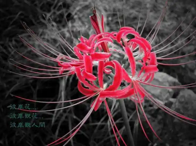 求帮ps一张黑色彼岸花图片