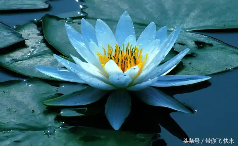 世界上最美的10种花