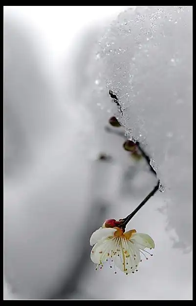 白梅傲雪
