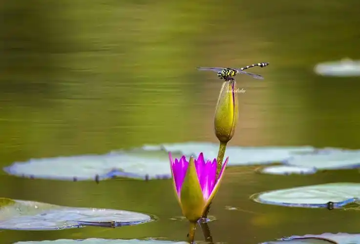 荷尖轻摇蜻蜓舞