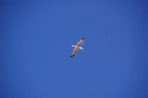 海鸥,鸟,飞行,天空,dom