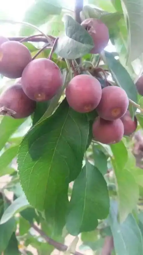 北美海棠果实篇