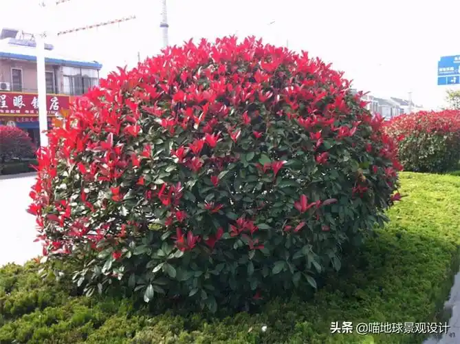 常见灌木(35种常见的球类灌木植物)_好房365