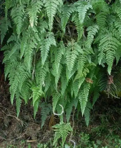 白毛蛇的功效与作用