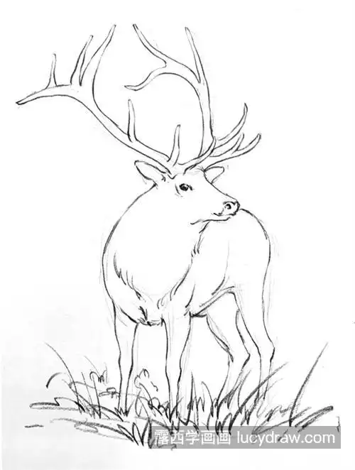 鹿怎么画素描绘画过程是什么