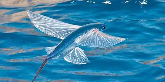 它们的胸鳍像翅膀一样发达,可以帮助它们在空气中保持平衡.