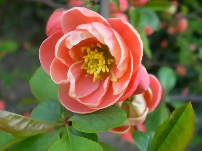 长寿乐-海棠品种14【原摄】