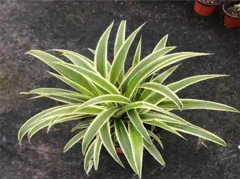 金边兰的功效与作用