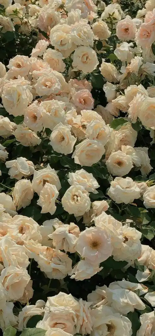 手机壁纸_风景静物手机壁纸_我要个性网