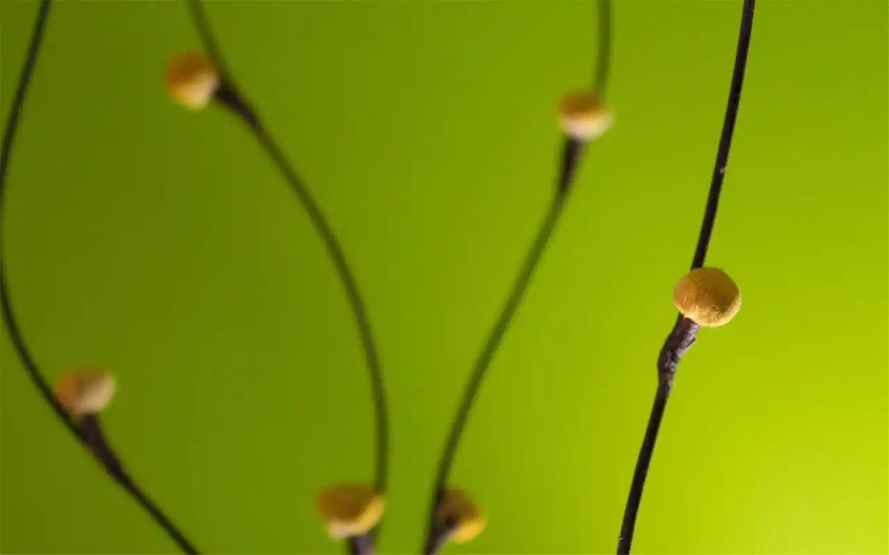 绿色清新养眼的植物桌面壁纸高清 第二辑