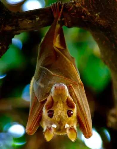 多么可爱的大蝙蝠