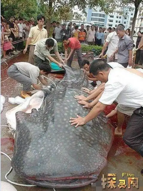 广州花都水库吃人鱼塘鲺害死官二代百年水怪吃人图片曝光3