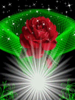 【收集】动态玫瑰花图片集锦(不定期更新)_看图_百万朵玫瑰吧_百度