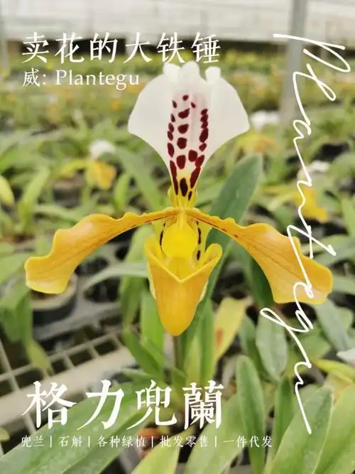 格力兜兰丨你喜欢的样子我兜有