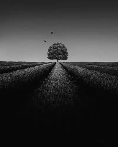 别有意境的黑白风景