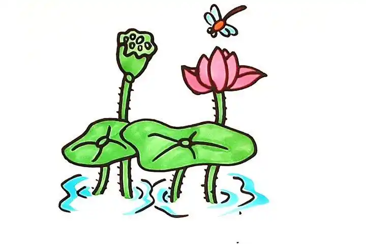 荷花简笔画怎么画