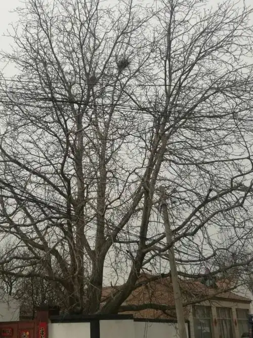 树上两家树下一家