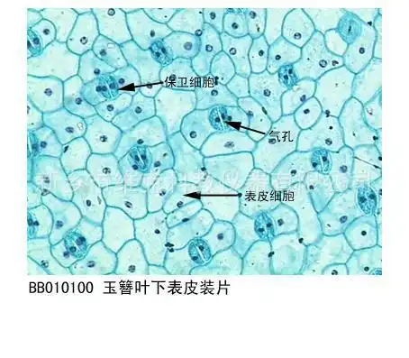 蚕豆叶下表皮装片生物切片微生物类高中生物显微玻片
