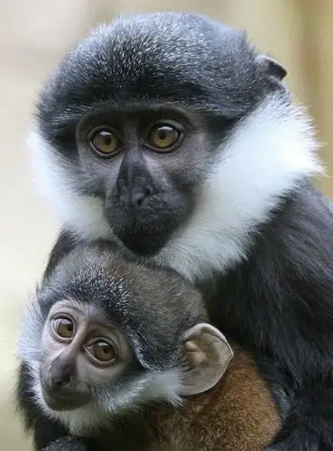 盘点20只最萌野生动物:小耳廓狐目光灼人(组图)