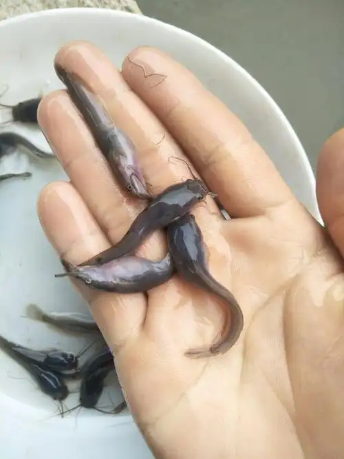 本地塘鲺塘角鱼苗易养产量高亩产量5000到1万斤