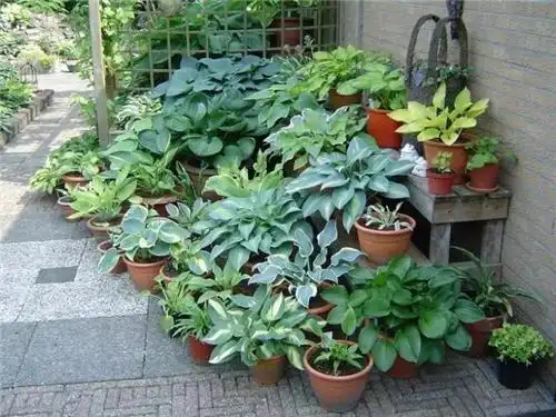 家庭养花:适合秋季栽种的盆栽花卉