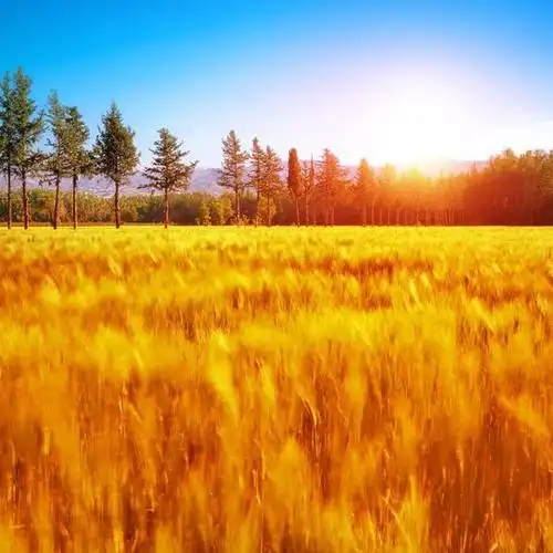 麦田日出_微信头像风景图片_扣扣居