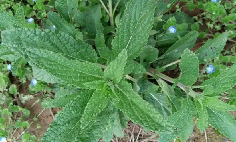 雪见草的别名叫什么-全民百科